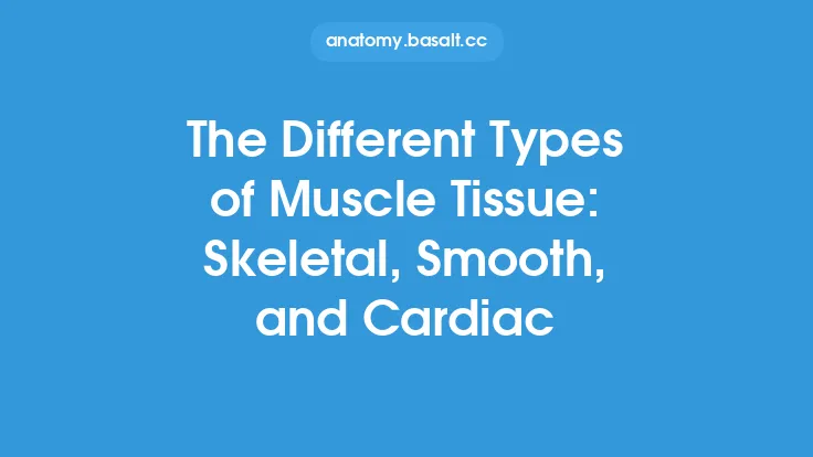 The Different Types of Muscle Tissue: Skeletal, Smooth, and Cardiac Thumbnail