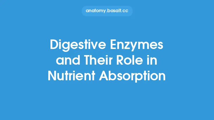 Digestive Enzymes and Their Role in Nutrient Absorption Thumbnail