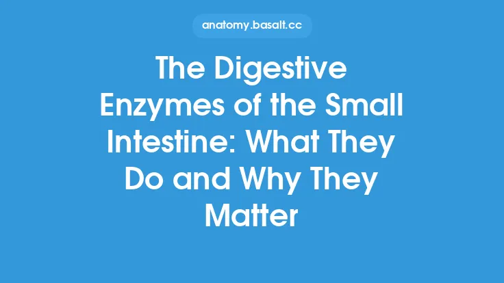 The Digestive Enzymes of the Small Intestine: What They Do and Why They Matter Thumbnail