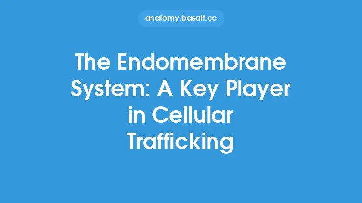The Endomembrane System: A Key Player in Cellular Trafficking Thumbnail