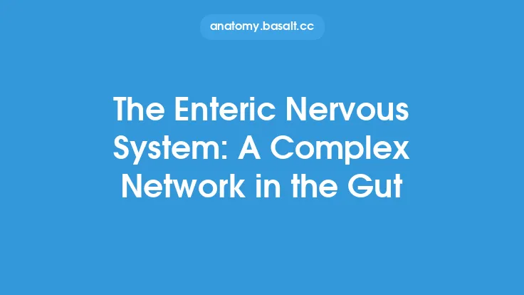 The Enteric Nervous System: A Complex Network in the Gut Thumbnail