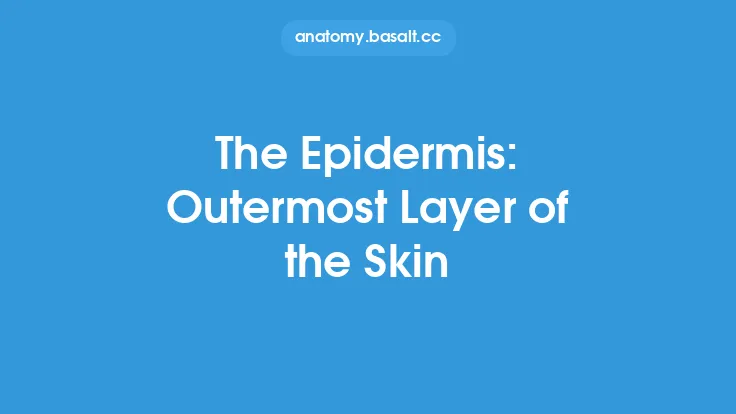 The Epidermis: Outermost Layer of the Skin Thumbnail