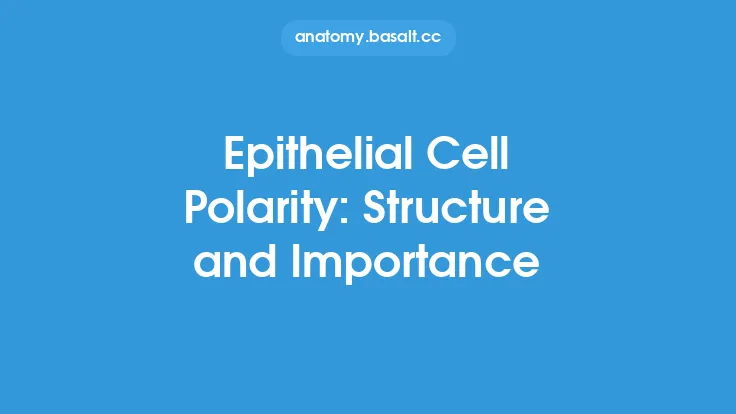 Epithelial Cell Polarity: Structure and Importance Thumbnail