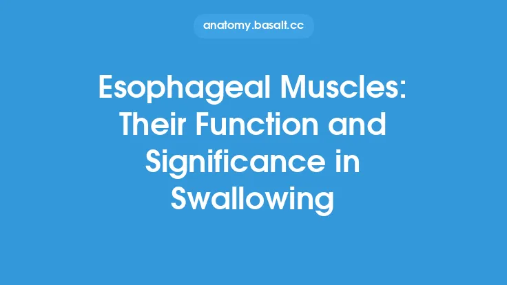 Esophageal Muscles: Their Function and Significance in Swallowing Thumbnail