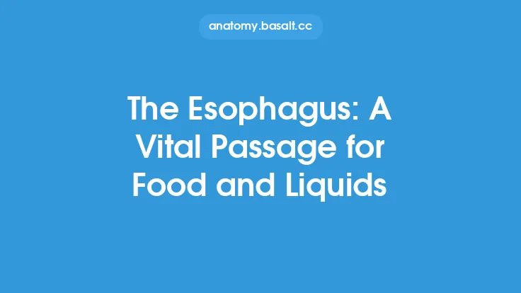 The Esophagus: A Vital Passage for Food and Liquids Thumbnail
