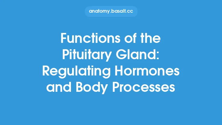 Functions of the Pituitary Gland: Regulating Hormones and Body Processes Thumbnail