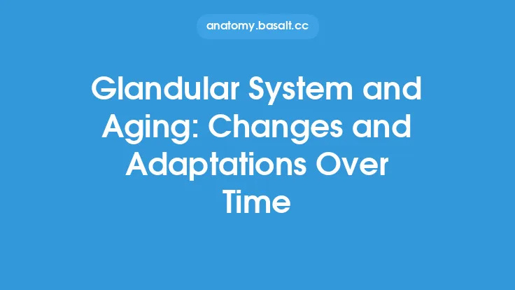 Glandular System and Aging: Changes and Adaptations Over Time Thumbnail