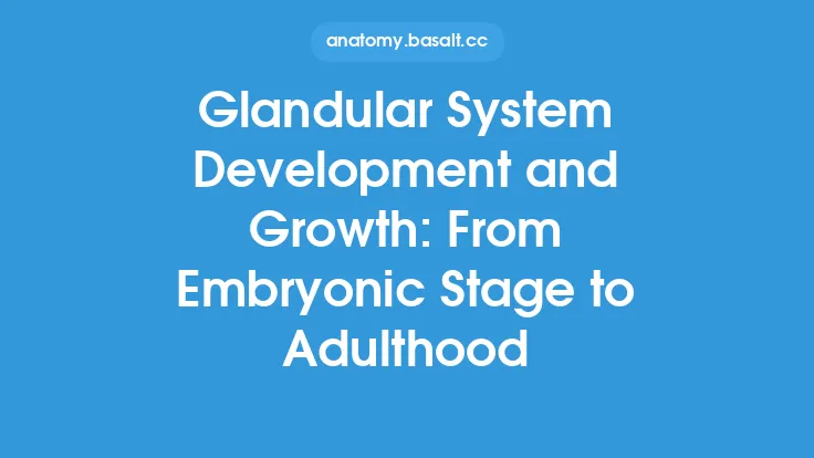Glandular System Development and Growth: From Embryonic Stage to Adulthood Thumbnail