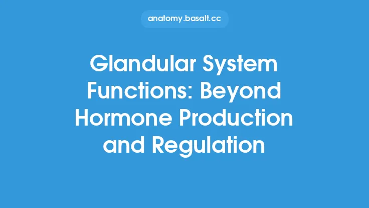 Glandular System Functions: Beyond Hormone Production and Regulation Thumbnail