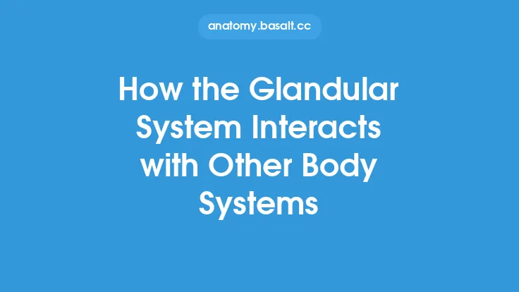 How the Glandular System Interacts with Other Body Systems Thumbnail