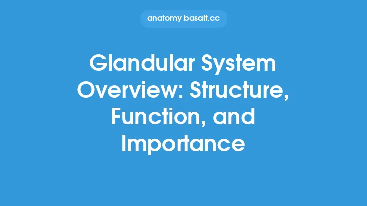 Glandular System Overview: Structure, Function, and Importance Thumbnail