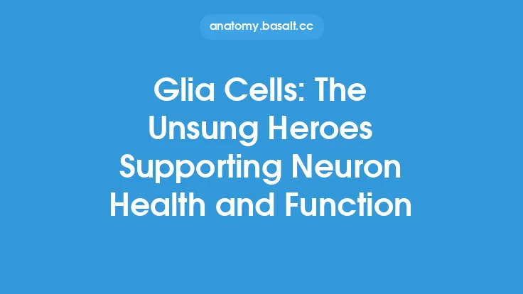 Glia Cells: The Unsung Heroes Supporting Neuron Health and Function Thumbnail