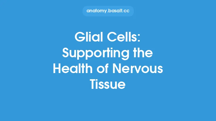 Glial Cells: Supporting the Health of Nervous Tissue Thumbnail
