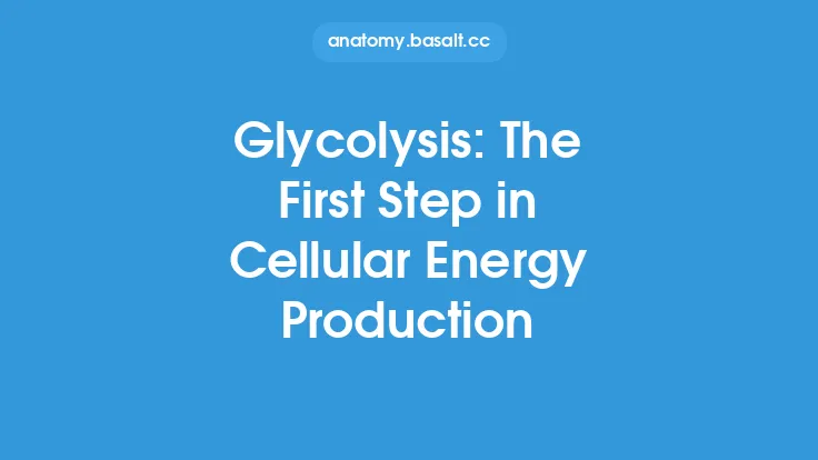 Glycolysis: The First Step in Cellular Energy Production Thumbnail