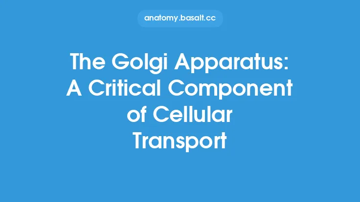 The Golgi Apparatus: A Critical Component of Cellular Transport Thumbnail