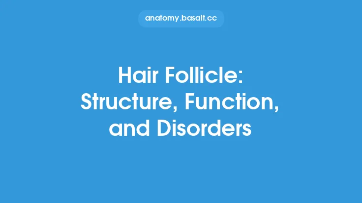 Hair Follicle: Structure, Function, and Disorders Thumbnail