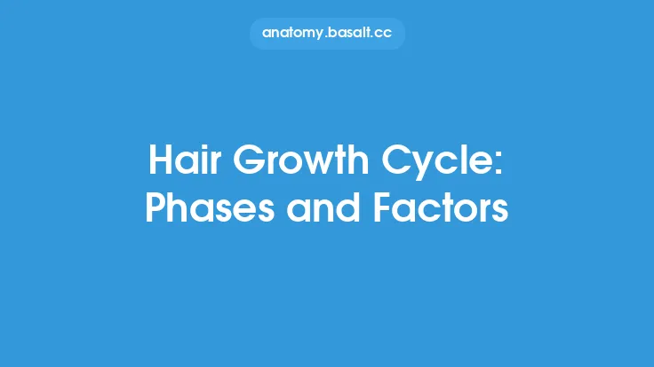 Hair Growth Cycle: Phases and Factors Thumbnail