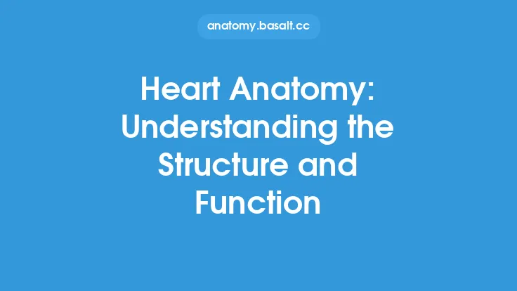 Heart Anatomy: Understanding the Structure and Function Thumbnail