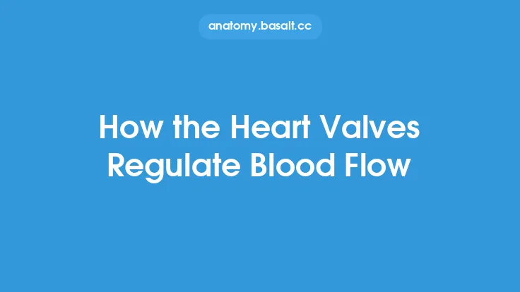 How the Heart Valves Regulate Blood Flow Thumbnail
