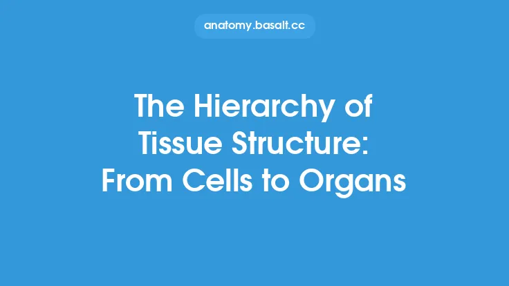 The Hierarchy of Tissue Structure: From Cells to Organs Thumbnail