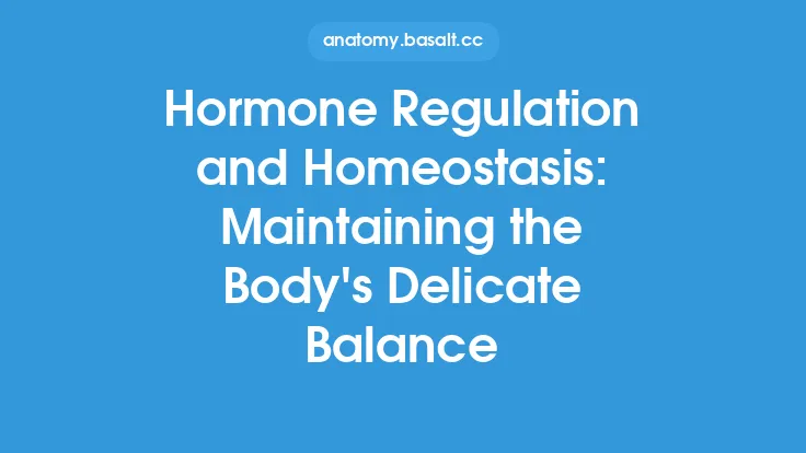 Hormone Regulation and Homeostasis: Maintaining the Body