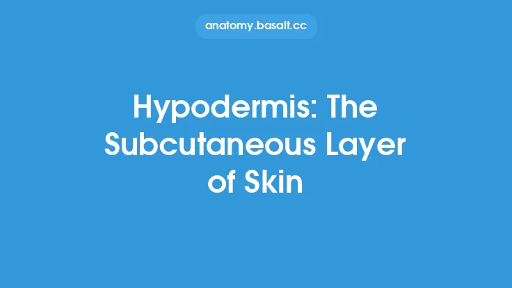 Hypodermis: The Subcutaneous Layer of Skin Thumbnail