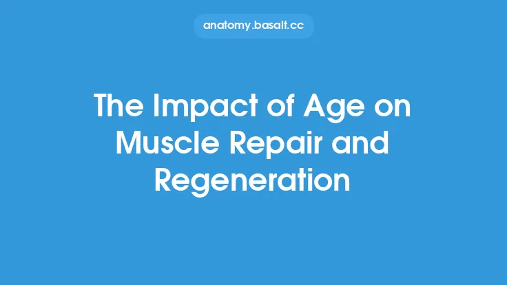 The Impact of Age on Muscle Repair and Regeneration Thumbnail