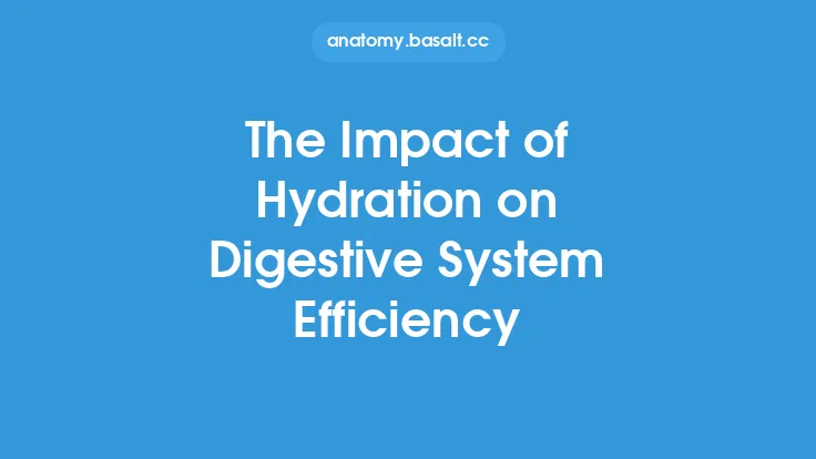 The Impact of Hydration on Digestive System Efficiency Thumbnail