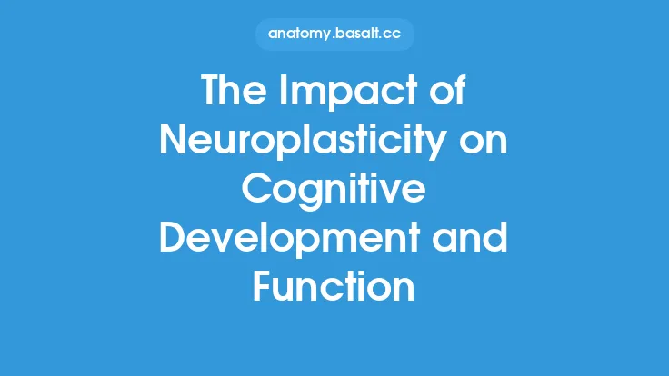 The Impact of Neuroplasticity on Cognitive Development and Function Thumbnail