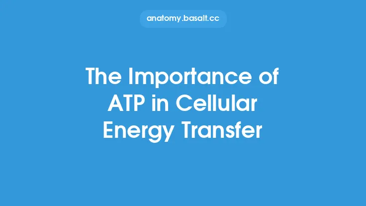 The Importance of ATP in Cellular Energy Transfer Thumbnail