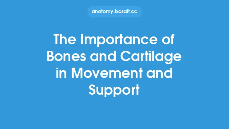 The Importance of Bones and Cartilage in Movement and Support Thumbnail