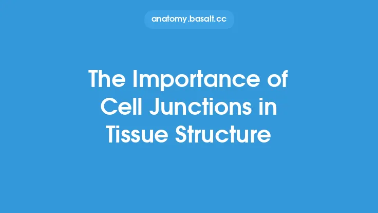 The Importance of Cell Junctions in Tissue Structure Thumbnail