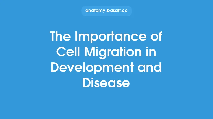The Importance of Cell Migration in Development and Disease Thumbnail