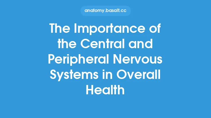 The Importance of the Central and Peripheral Nervous Systems in Overall Health Thumbnail