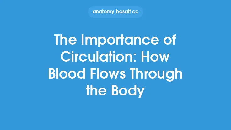 The Importance of Circulation: How Blood Flows Through the Body Thumbnail