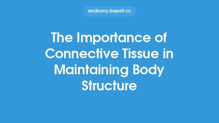The Importance of Connective Tissue in Maintaining Body Structure Thumbnail