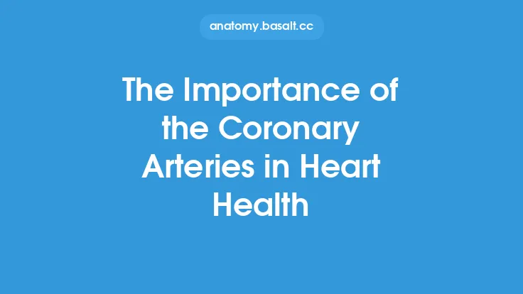 The Importance of the Coronary Arteries in Heart Health Thumbnail
