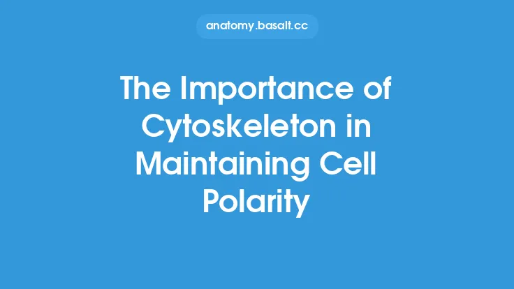 The Importance of Cytoskeleton in Maintaining Cell Polarity Thumbnail