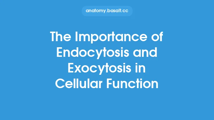 The Importance of Endocytosis and Exocytosis in Cellular Function Thumbnail