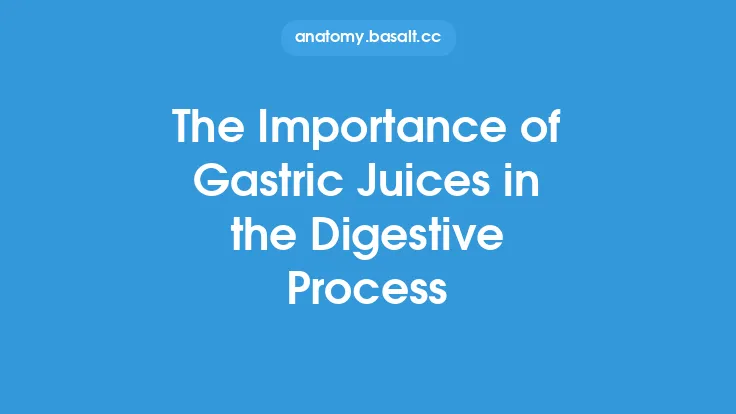 The Importance of Gastric Juices in the Digestive Process Thumbnail
