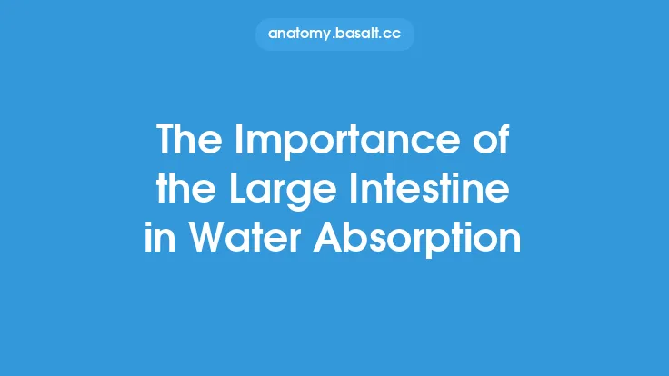 The Importance of the Large Intestine in Water Absorption Thumbnail
