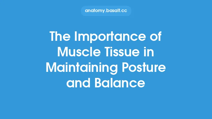 The Importance of Muscle Tissue in Maintaining Posture and Balance Thumbnail