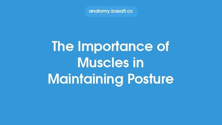 The Importance of Muscles in Maintaining Posture Thumbnail