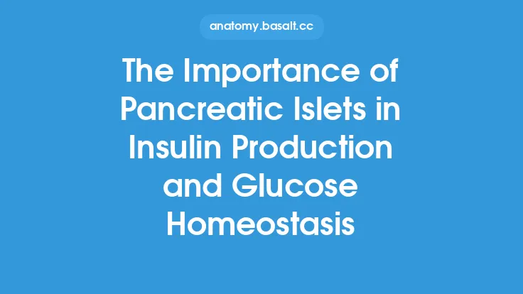 The Importance of Pancreatic Islets in Insulin Production and Glucose Homeostasis Thumbnail