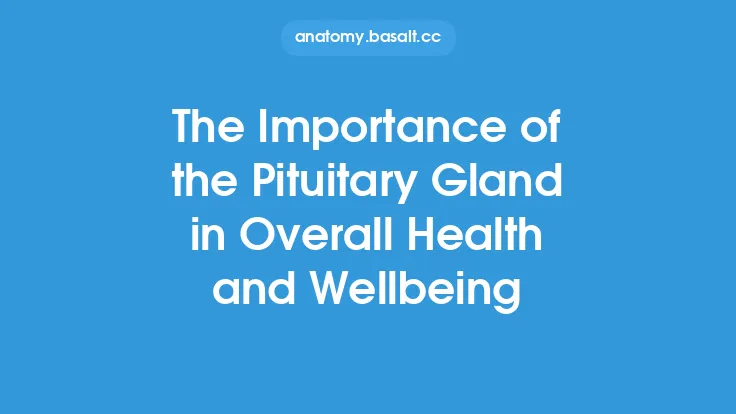 The Importance of the Pituitary Gland in Overall Health and Wellbeing Thumbnail