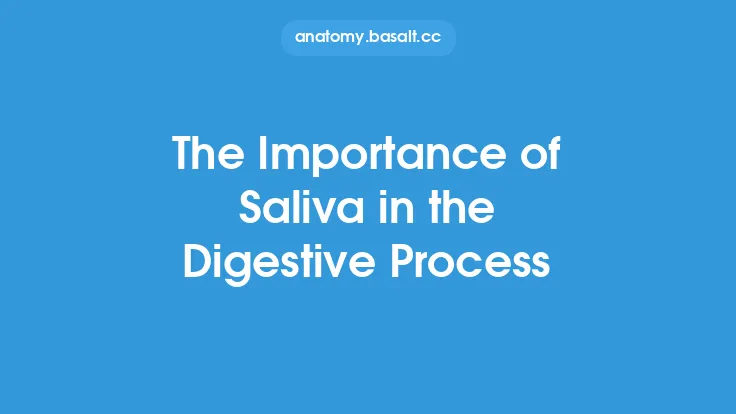 The Importance of Saliva in the Digestive Process Thumbnail
