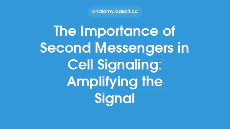 The Importance of Second Messengers in Cell Signaling: Amplifying the Signal Thumbnail