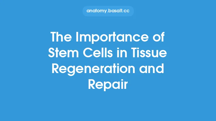 The Importance of Stem Cells in Tissue Regeneration and Repair Thumbnail