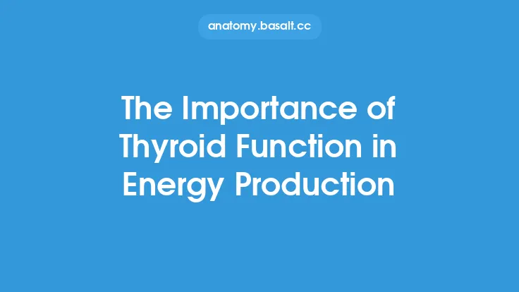 The Importance of Thyroid Function in Energy Production Thumbnail