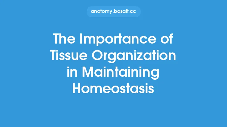 The Importance of Tissue Organization in Maintaining Homeostasis Thumbnail